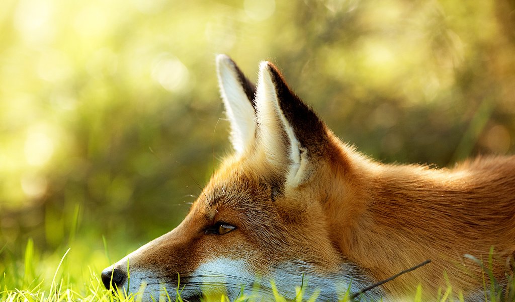 Обои морда, трава, лиса, профиль, лисица, face, grass, fox, profile разрешение 2000x1335 Загрузить