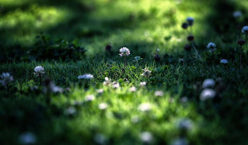 Обои цветы, трава, клевер, макро, лето, лужайка, flowers, grass, clover, macro, summer, lawn разрешение 2560x1600 Загрузить