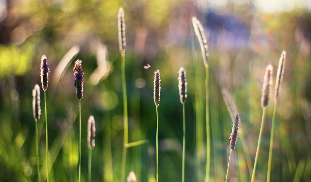 Обои трава, насекомое, размытость, стебли, боке, grass, insect, blur, stems, bokeh разрешение 3769x2529 Загрузить