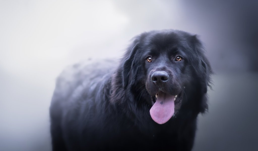 Обои туман, собака, друг, язык, ньюфаундленд, fog, dog, each, language, newfoundland разрешение 2560x1598 Загрузить
