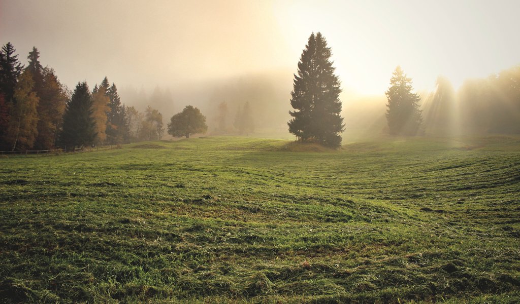 Обои трава, деревья, утро, туман, поле, grass, trees, morning, fog, field разрешение 3840x2400 Загрузить