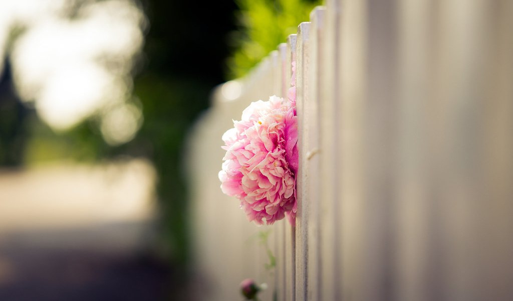 Обои цветок, лепестки, забор, размытость, бутон, розовый, пион, flower, petals, the fence, blur, bud, pink, peony разрешение 1920x1200 Загрузить