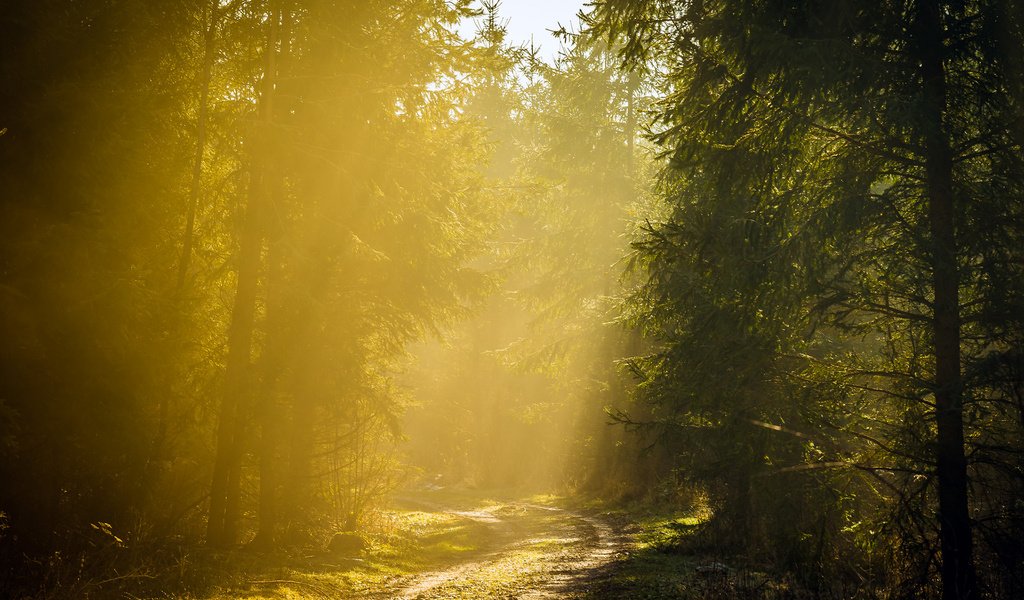 Обои дорога, деревья, лес, утро, туман, road, trees, forest, morning, fog разрешение 1920x1200 Загрузить