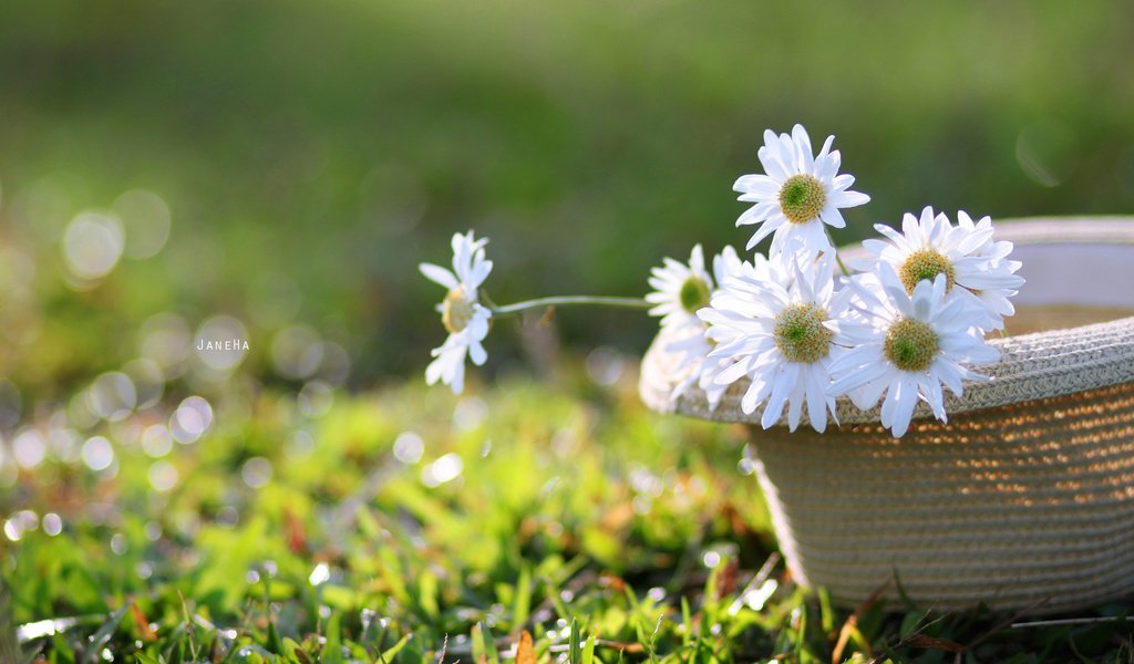 Обои цветы, трава, лепестки, ромашки, белые, шляпа, flowers, grass, petals, chamomile, white, hat разрешение 2560x1600 Загрузить