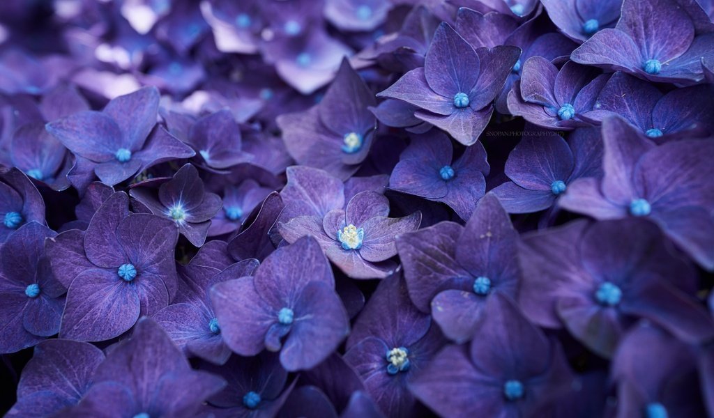 Обои цветы, макро, лепестки, гортензия, flowers, macro, petals, hydrangea разрешение 2048x1365 Загрузить