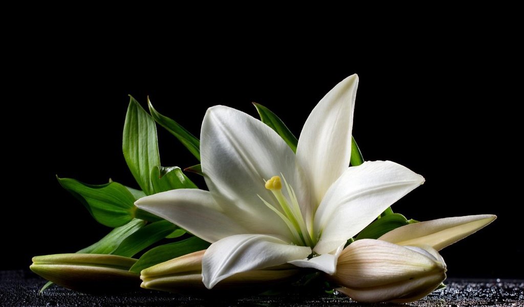 Обои листья, цветок, лепестки, лилия, черный фон, белая, leaves, flower, petals, lily, black background, white разрешение 1920x1418 Загрузить
