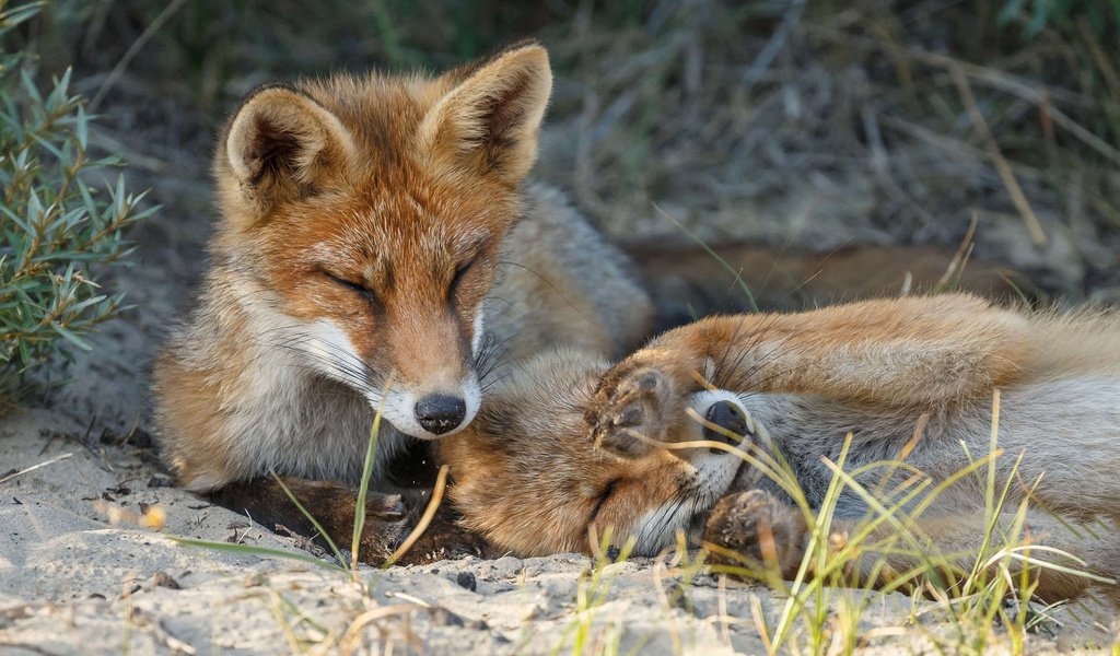 Обои трава, природа, лиса, лисица, закрытые глаза, лисицы, лисы, grass, nature, fox, closed eyes, foxes разрешение 1920x1200 Загрузить