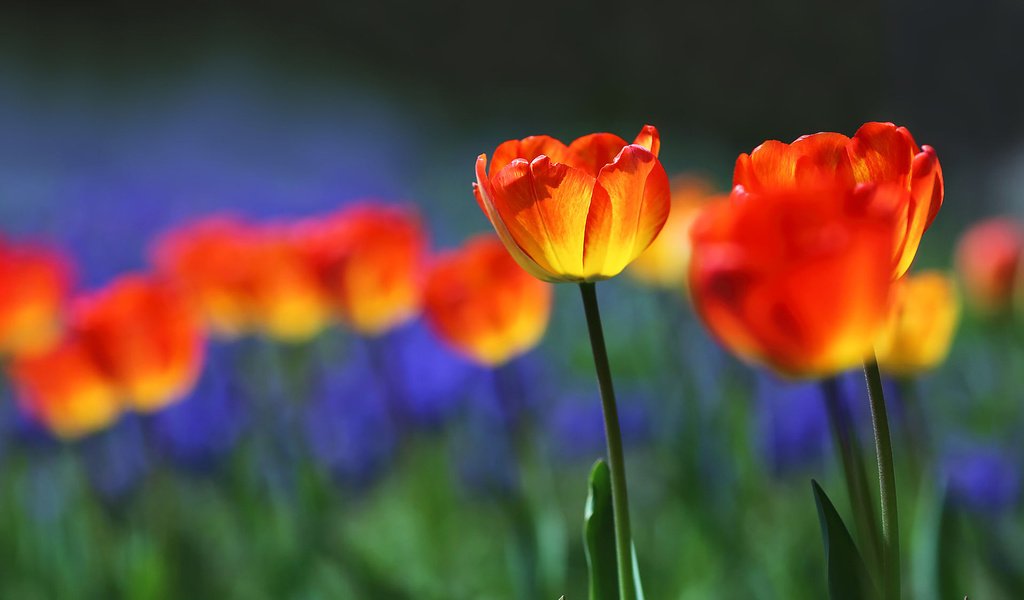 Обои цветы, бутоны, лепестки, весна, тюльпаны, flowers, buds, petals, spring, tulips разрешение 1920x1080 Загрузить
