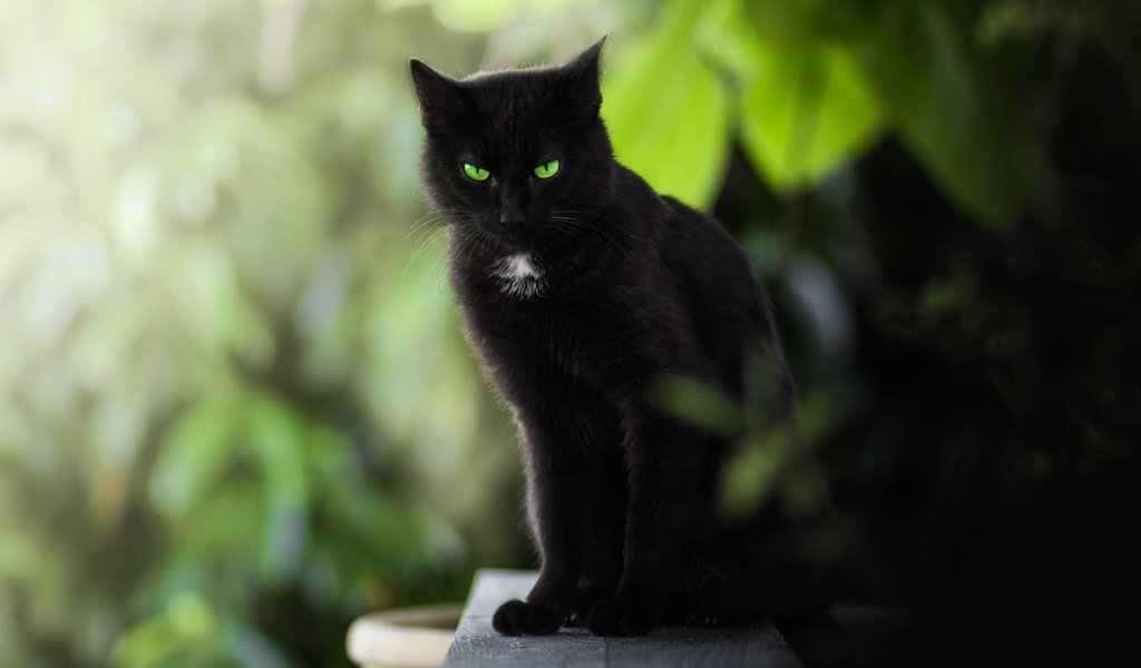 Обои кот, мордочка, усы, кошка, взгляд, черный, зеленые глаза, cat, muzzle, mustache, look, black, green eyes разрешение 5352x3468 Загрузить