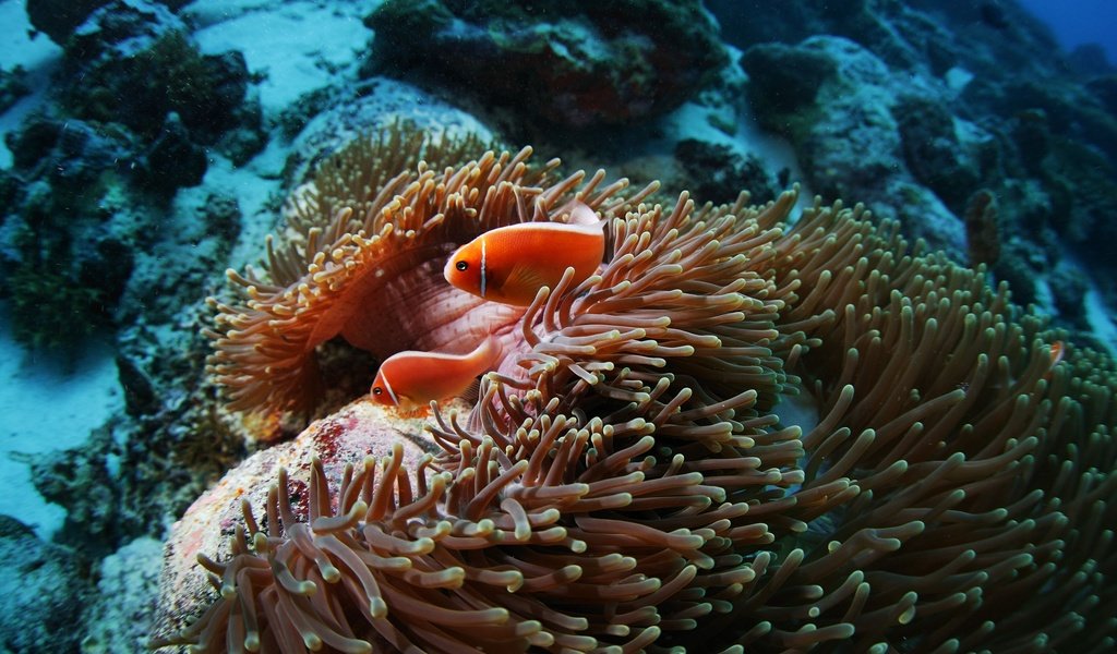 Обои рыбы, подводный мир, рыба-клоун, коралловый риф, актиния, pink anemonefish, fish, underwater world, clown fish, coral reef, actinium разрешение 2560x1600 Загрузить