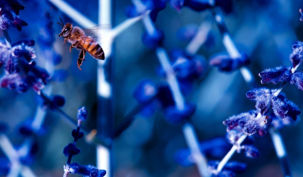 Обои цветы, макро, насекомое, пчела, опыление, flowers, macro, insect, bee, pollination разрешение 2048x1363 Загрузить