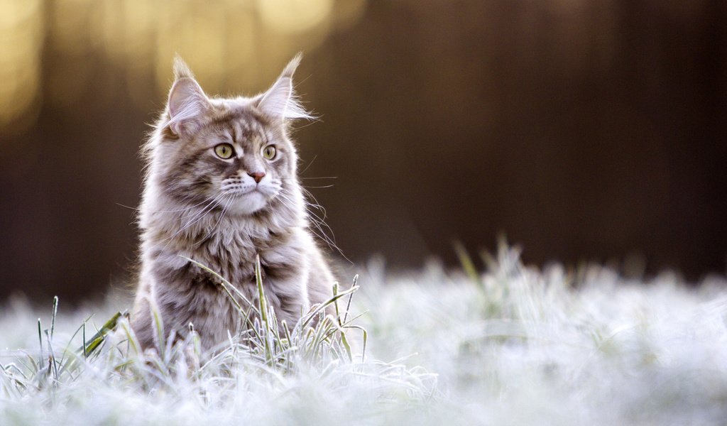 Обои глаза, трава, фон, кот, усы, иней, кошка, взгляд, мейн-кун, maine coon, eyes, grass, background, cat, mustache, frost, look разрешение 2048x1401 Загрузить