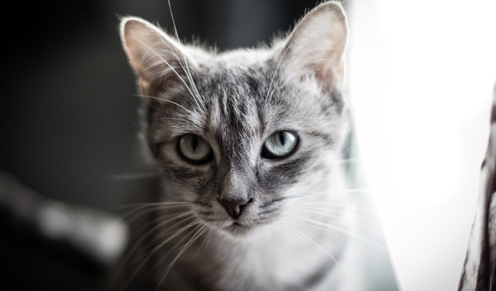 Обои глаза, фон, кот, усы, кошка, взгляд, eyes, background, cat, mustache, look разрешение 2560x1707 Загрузить