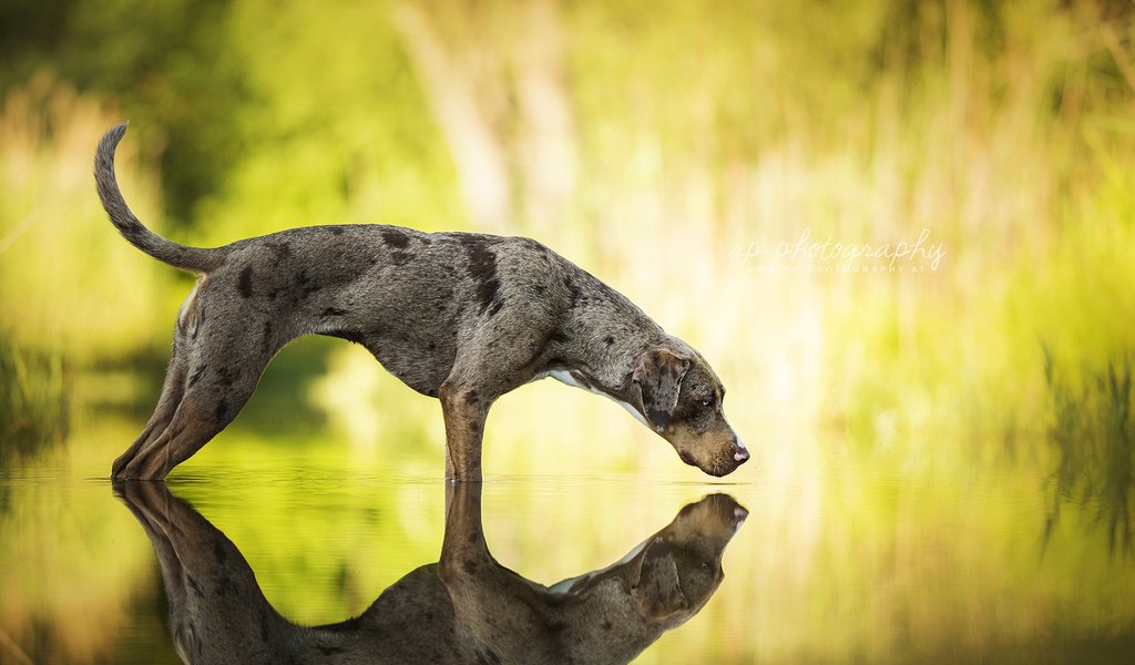 Обои вода, отражение, собака, catahoula leopard dog, леопардовая собака катахулы, water, reflection, dog, the catahoula leopard dog разрешение 1920x1200 Загрузить