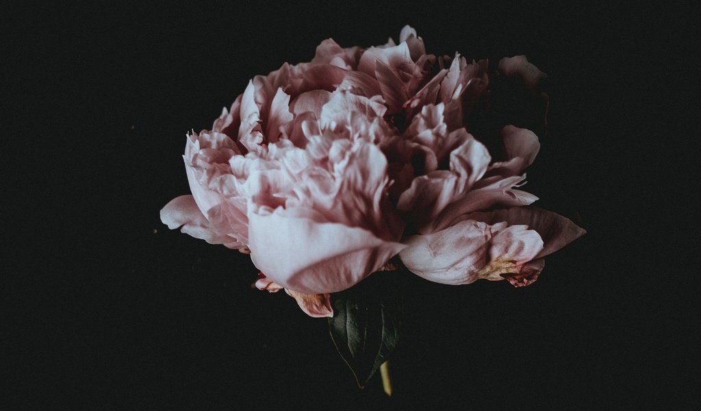 Обои цветок, лепестки, черный фон, пион, flower, petals, black background, peony разрешение 2560x1440 Загрузить