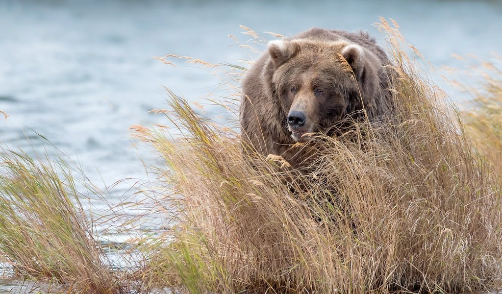 Обои вода, медведь, заросли, бурый медведь, water, bear, thickets, brown bear разрешение 2048x1294 Загрузить