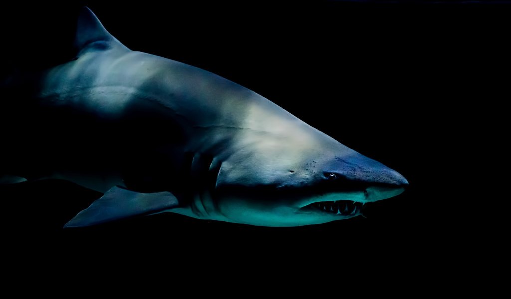 Обои хищник, под водой, черный фон, акула, predator, under water, black background, shark разрешение 2560x1440 Загрузить