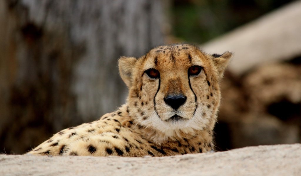 Обои глаза, морда, взгляд, хищник, гепард, eyes, face, look, predator, cheetah разрешение 6000x4000 Загрузить