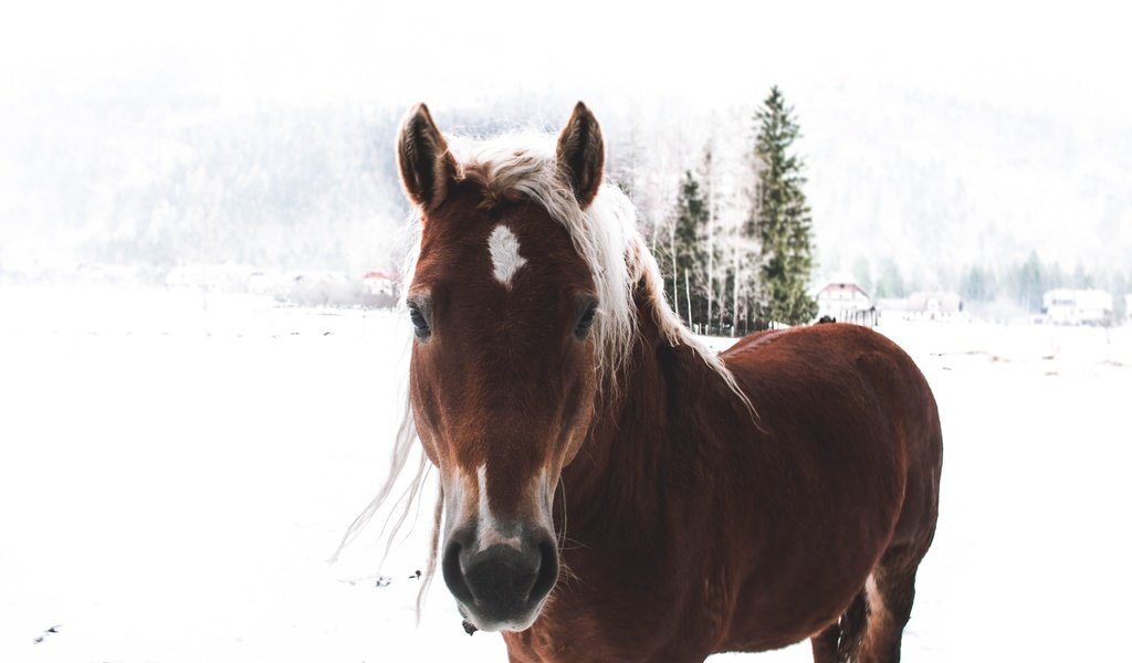 Обои лошадь, снег, зима, конь, грива, horse, snow, winter, mane разрешение 5184x3456 Загрузить