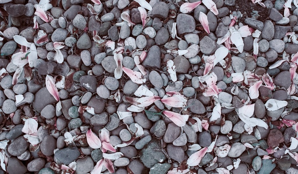 Обои камни, галька, лепестки, камешки, магнолия, stones, pebbles, petals, magnolia разрешение 3936x2624 Загрузить
