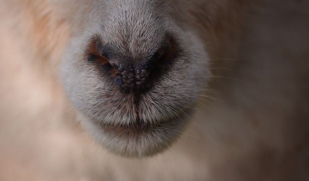 Обои шерсть, нос, овечка, крупным планом, овца, wool, nose, sheep, closeup разрешение 6000x4000 Загрузить