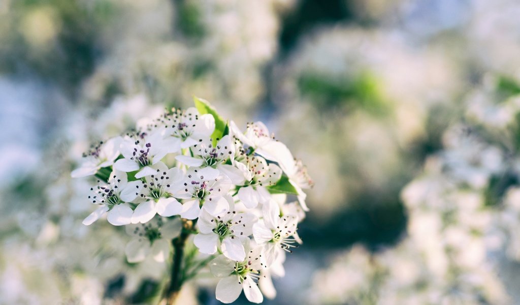 Обои цветы, ветка, цветение, размытость, весна, боке, flowers, branch, flowering, blur, spring, bokeh разрешение 4608x3456 Загрузить