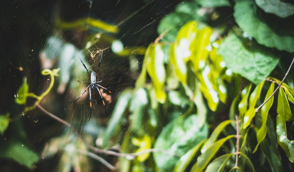 Обои природа, листья, макро, ветки, паук, паутина, nature, leaves, macro, branches, spider, web разрешение 3060x2040 Загрузить