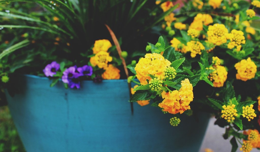 Обои цветы, желтые, горшок, flowers, yellow, pot разрешение 5184x3456 Загрузить