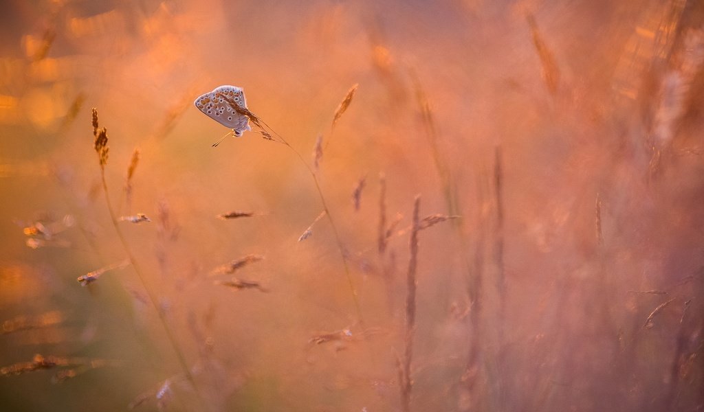 Обои трава, природа, насекомое, фон, бабочка, крылья, grass, nature, insect, background, butterfly, wings разрешение 1920x1080 Загрузить