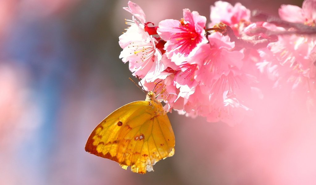 Обои цветы, насекомое, бабочка, крылья, сакура, flowers, insect, butterfly, wings, sakura разрешение 2560x1600 Загрузить