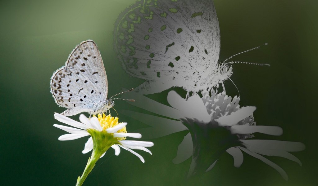 Обои насекомое, отражение, цветок, бабочка, крылья, ромашка, insect, reflection, flower, butterfly, wings, daisy разрешение 1920x1200 Загрузить