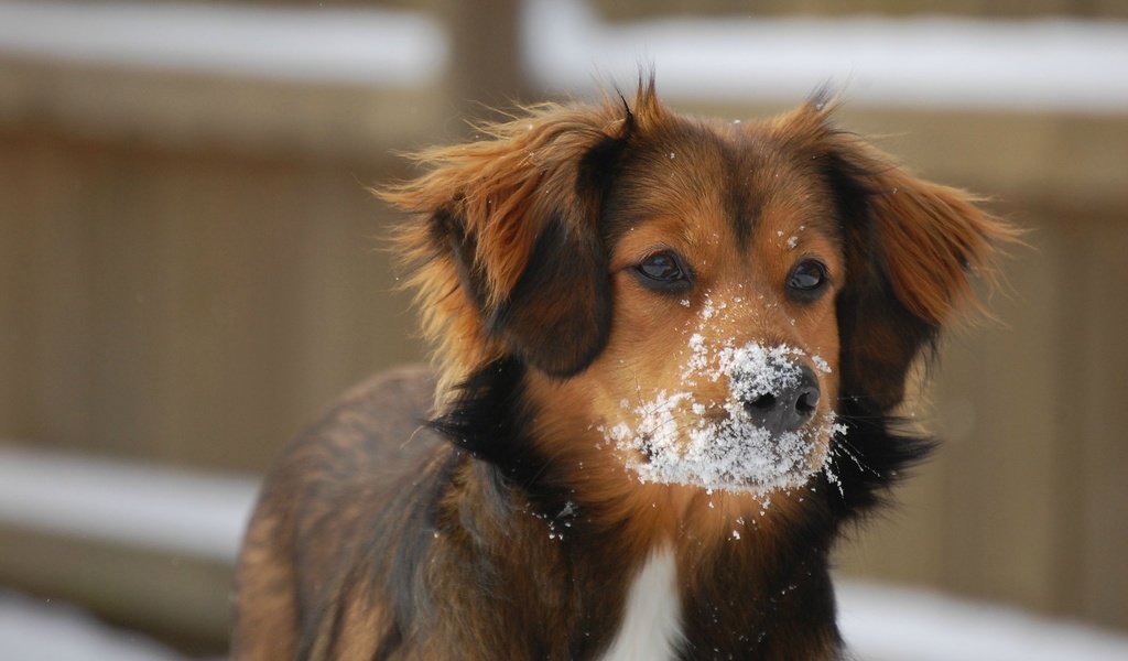 Обои глаза, снег, зима, мордочка, взгляд, собака, уши, eyes, snow, winter, muzzle, look, dog, ears разрешение 2560x1600 Загрузить