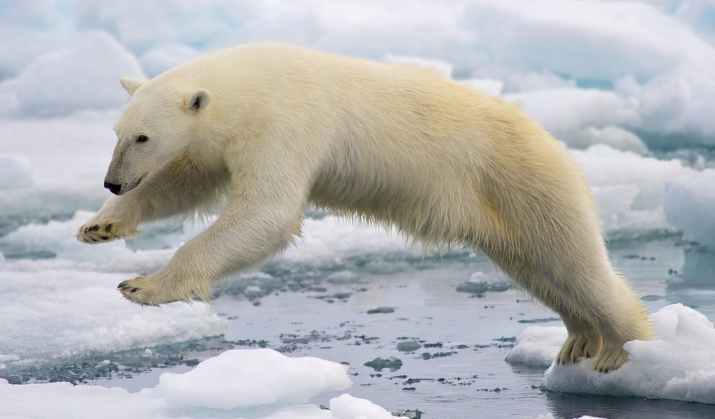 Обои вода, лёд, белый медведь, арктика, water, ice, polar bear, arctic разрешение 1920x1080 Загрузить