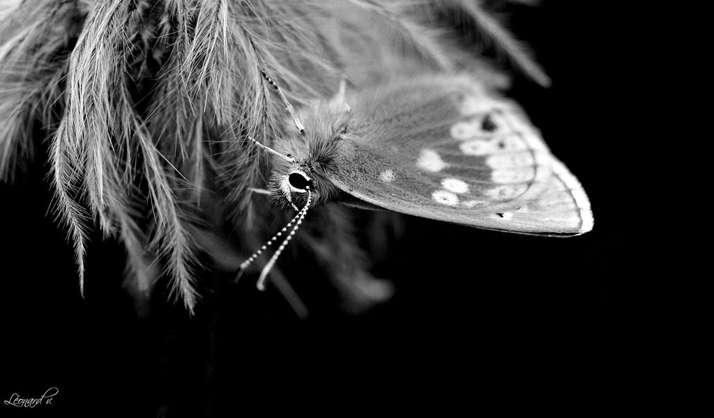 Обои насекомое, бабочка, чёрно-белое, крылья, insect, butterfly, black and white, wings разрешение 1920x1080 Загрузить