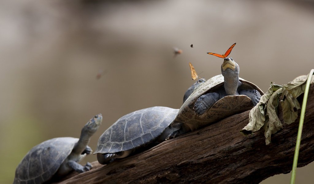 Обои панцирь, бабочки, черепахи, shell, butterfly, turtles разрешение 2560x1600 Загрузить