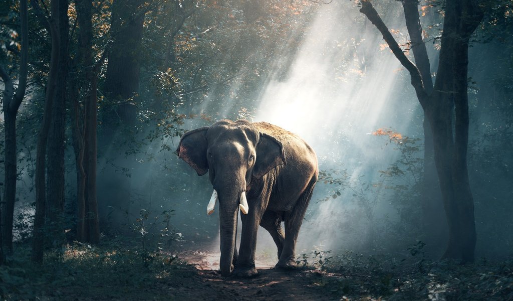 Обои природа, лес, лучи, слон, индия, nature, forest, rays, elephant, india разрешение 3500x2388 Загрузить