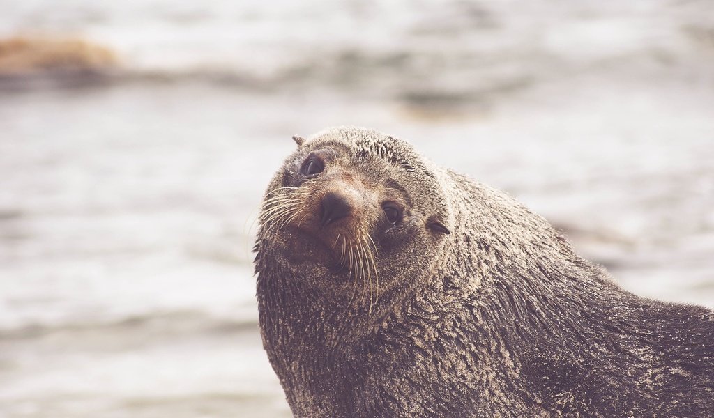 Обои усы, взгляд, тюлень, морской лев, mustache, look, seal, sea lion разрешение 2560x1440 Загрузить