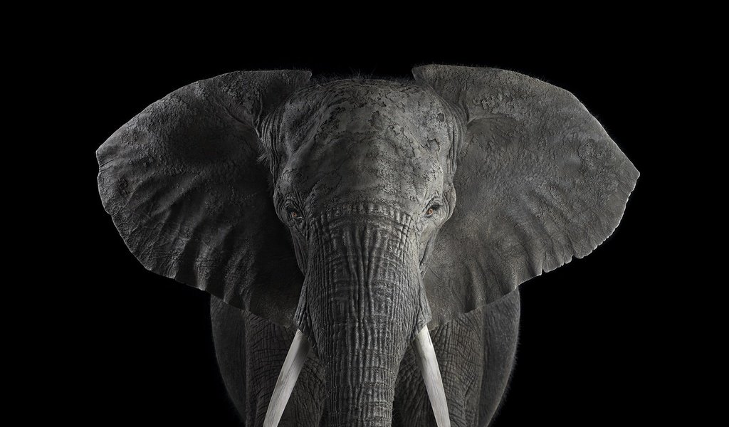 Обои слон, чёрно-белое, африканский слон, брэд уилсон, elephant, black and white, african elephant, brad wilson разрешение 2000x1364 Загрузить