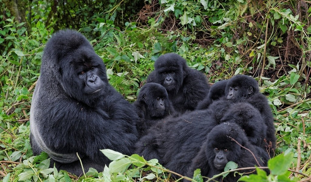 Обои ветки, семья, горилла, примат, обезьяны, детеныши, branches, family, gorilla, the primacy of, monkey, cubs разрешение 1920x1200 Загрузить