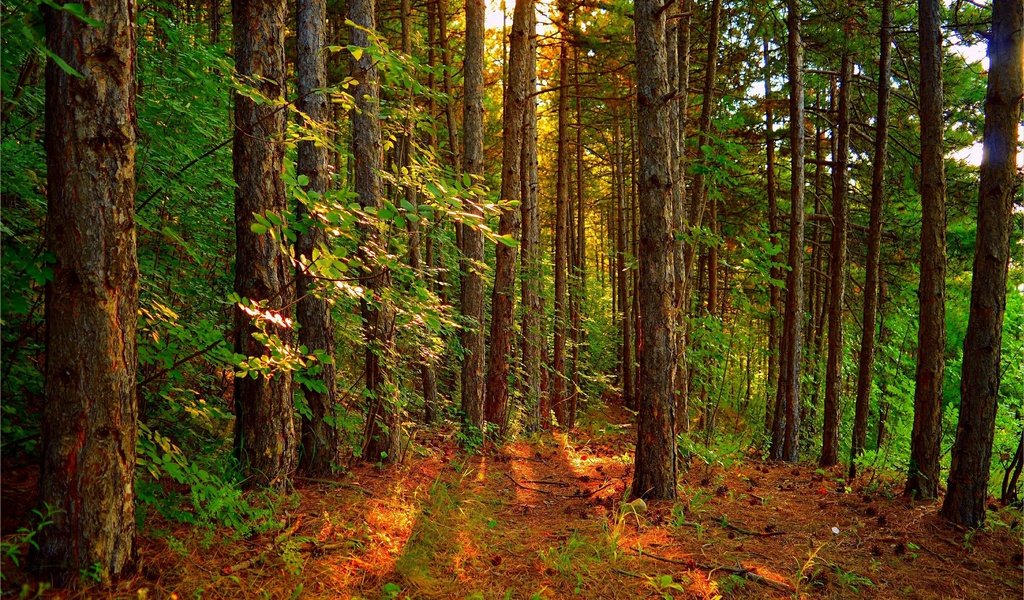 Обои деревья, лес, пейзаж, лучи солнца, trees, forest, landscape, the rays of the sun разрешение 3002x1886 Загрузить