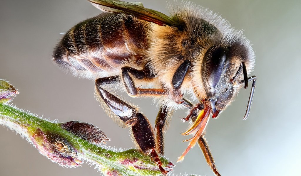 Обои глаза, макро, насекомое, фон, пчела, пыльца, стебелёк, eyes, macro, insect, background, bee, pollen, stem разрешение 3000x1875 Загрузить