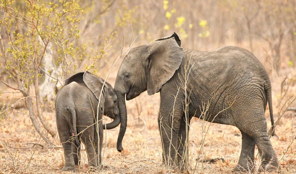 Обои природа, африка, слоны, хобот, nature, africa, elephants, trunk разрешение 2048x1365 Загрузить