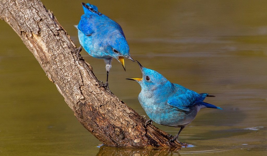 Обои вода, ветка, природа, птицы, клюв, пара, голубая сиалия, сиалия, water, branch, nature, birds, beak, pair, blue sialia, sialia разрешение 2048x1366 Загрузить