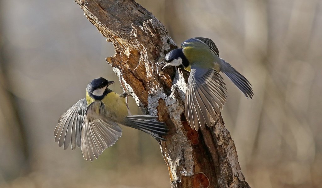 Обои дерево, крылья, птицы, клюв, перья, ствол, синицы, tree, wings, birds, beak, feathers, trunk, tits разрешение 3840x2160 Загрузить