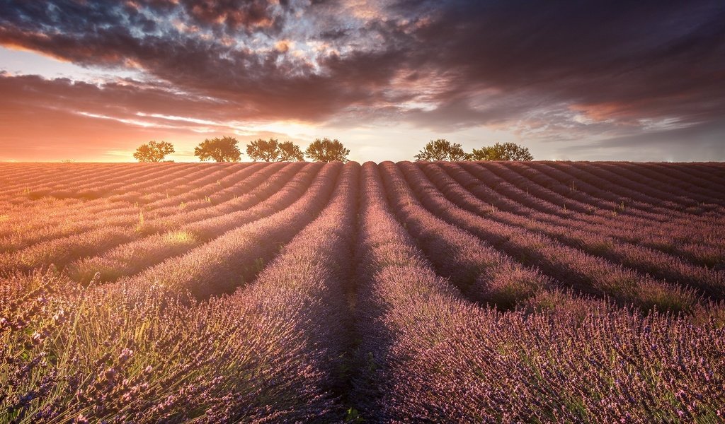 Обои свет, природа, поле, лаванды, light, nature, field, lavender разрешение 1920x1200 Загрузить