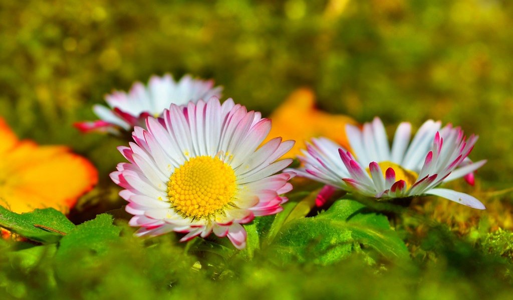Обои цветы, лепестки, размытость, маргаритки, flowers, petals, blur, daisy разрешение 3000x1840 Загрузить