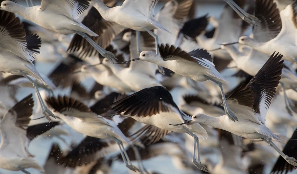 Обои полет, крылья, птицы, стая, шилоклювка, gary seloff, flight, wings, birds, pack, pied avocet разрешение 1920x1200 Загрузить