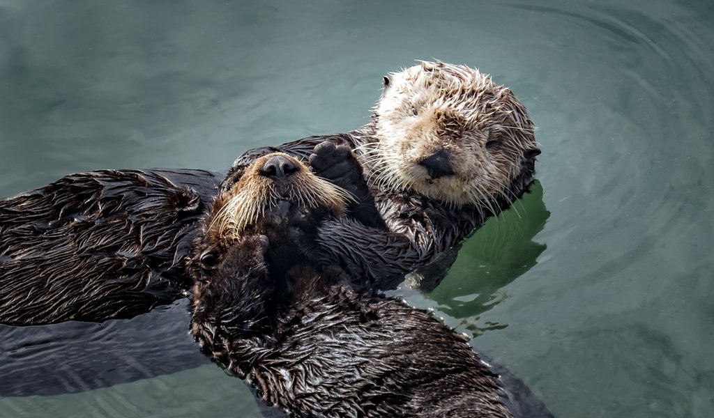 Обои вода, животные, мордочка, отдых, выдры, larry moberly, water, animals, muzzle, stay, otters разрешение 2560x1600 Загрузить