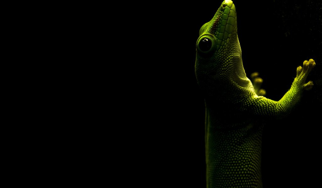 Обои ящерица, черный фон, геккон, рептилия, пресмыкающееся, lizard, black background, gecko, reptile разрешение 3840x2400 Загрузить