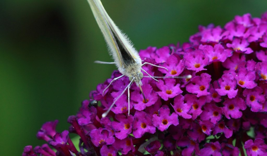 Обои цветы, насекомое, бабочка, крылья, flowers, insect, butterfly, wings разрешение 1920x1200 Загрузить